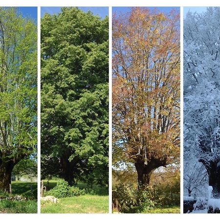 A L'Ombre Du Tilleul Comiac Bagian luar foto